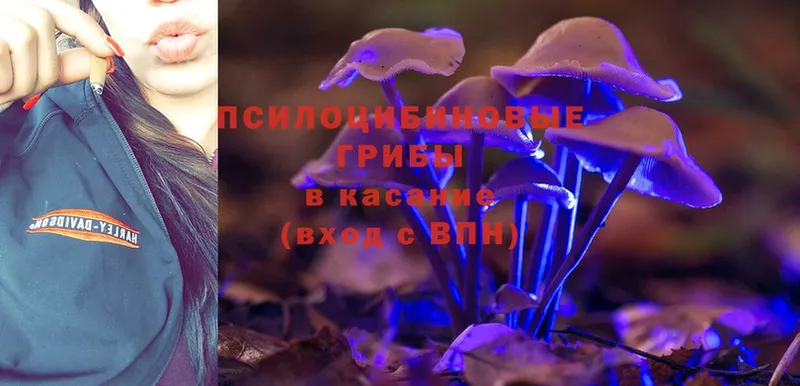 Псилоцибиновые грибы Psilocybe  как найти закладки  Красноуральск 